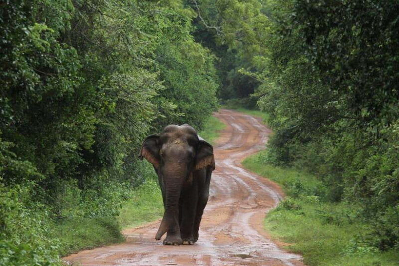 from-colombo-negombo-wilpattu-national-park-4x4-safari-tour
