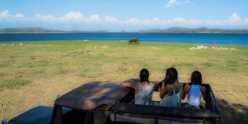 from-colombo-private-minneriya-national-park-day-safari