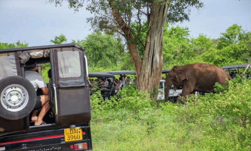 from-colombo-udawalawe-park-and-elephants-orphanage