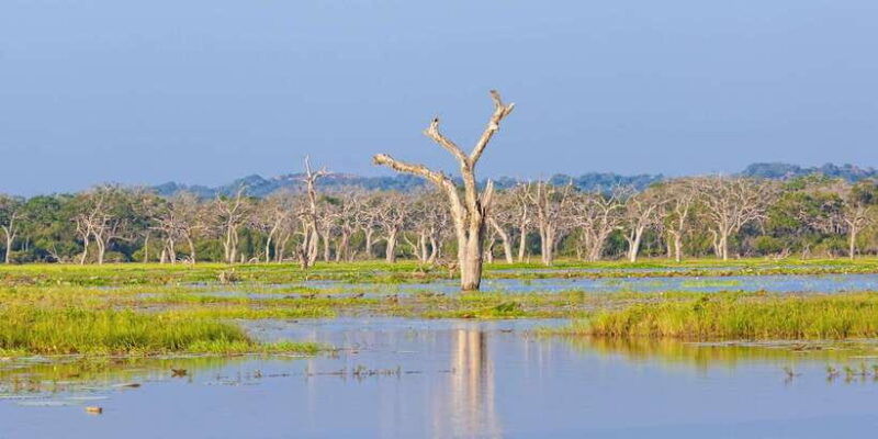 from-colombo-yala-national-park-safari-with-transfer