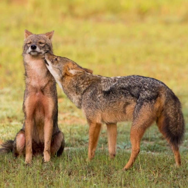 from-ella-yala-national-park-44-leopard-safari-tour-2