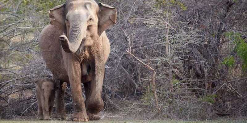 from-ella-yala-national-park-jeep-safari-tour