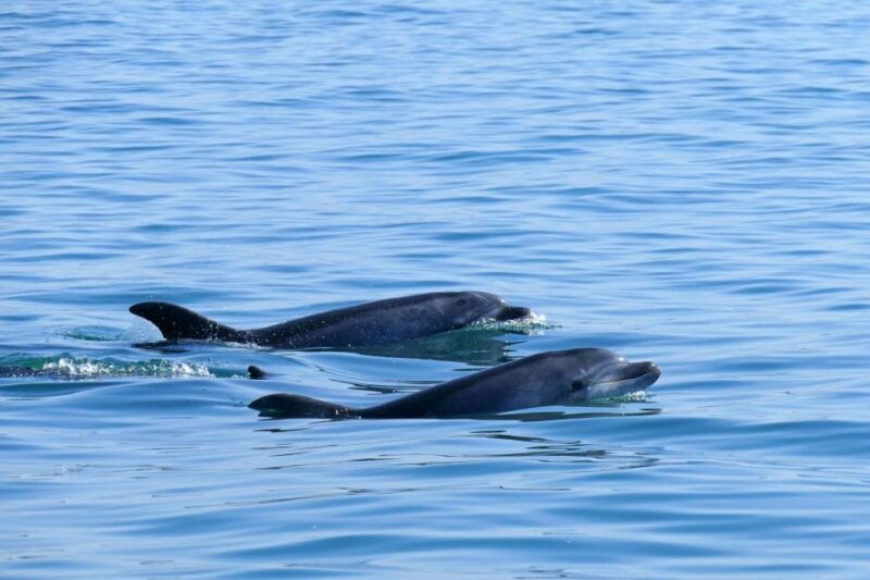 from-faro-dolphin-watching-wildlife