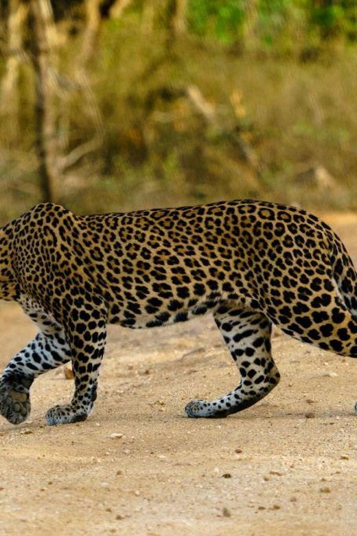 from-galle-mirissa-hikkaduwa-yala-full-day-safari-tour