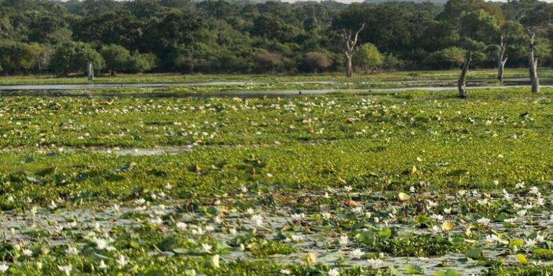 from-galle-mirissa-hikkaduwa-yala-safari-drop-off-ella
