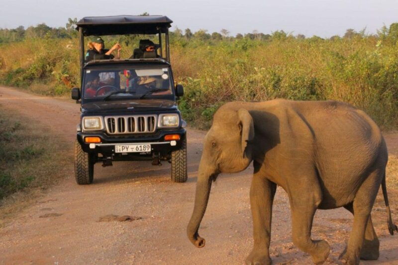 from-galle-weligama-mirissa-yala-safari-bird-park-tour