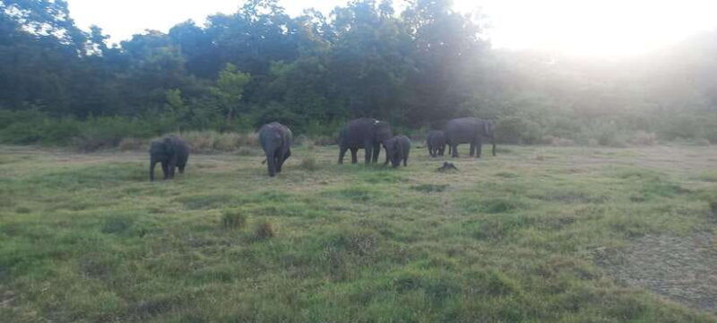 from-habarana-minneriya-national-park-4x4-jeep-safari