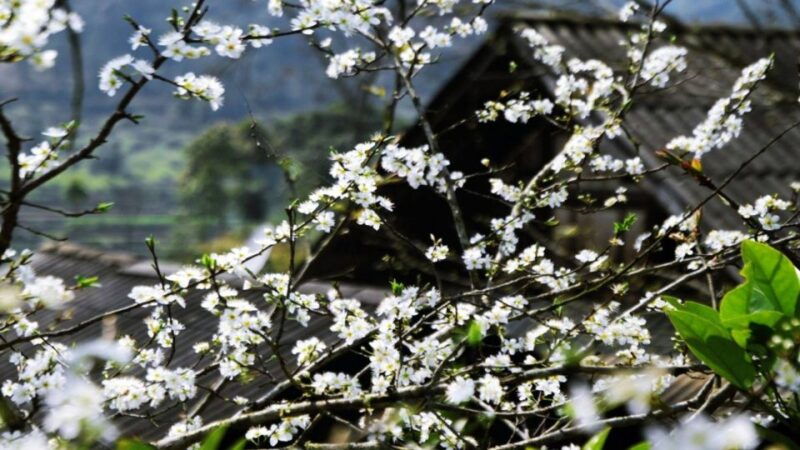 from-hanoi-sapa-3-day-medium-trek-and-limousine-trip