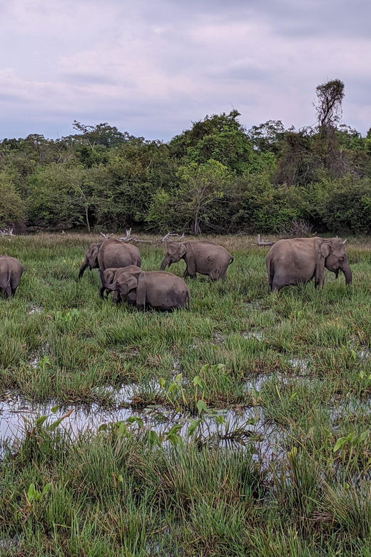 from-hikkaduwa-galle-mirissa-udawalawa-safari-drop-ella