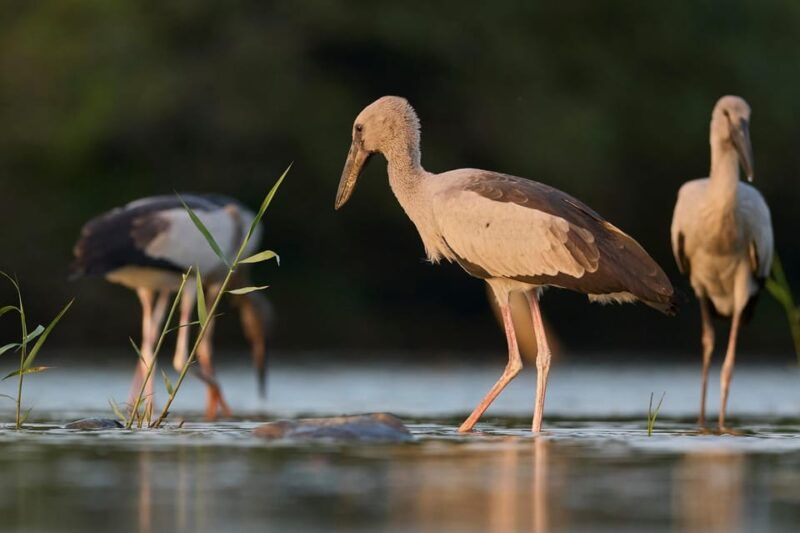 from-hikkaduwa-galle-mirissa-yala-national-park-safari