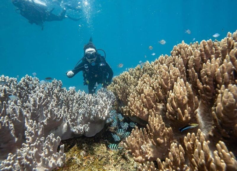 from-hoi-an-da-nang-swimming-snorkeling-in-cham-islands