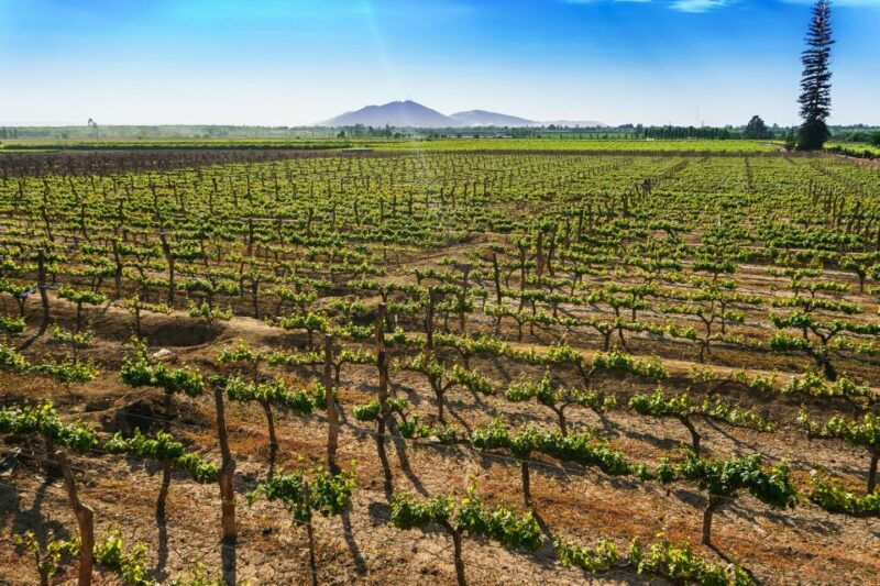 from-ica-or-huacachina-pisco-and-wine-tour-with-desert-trip
