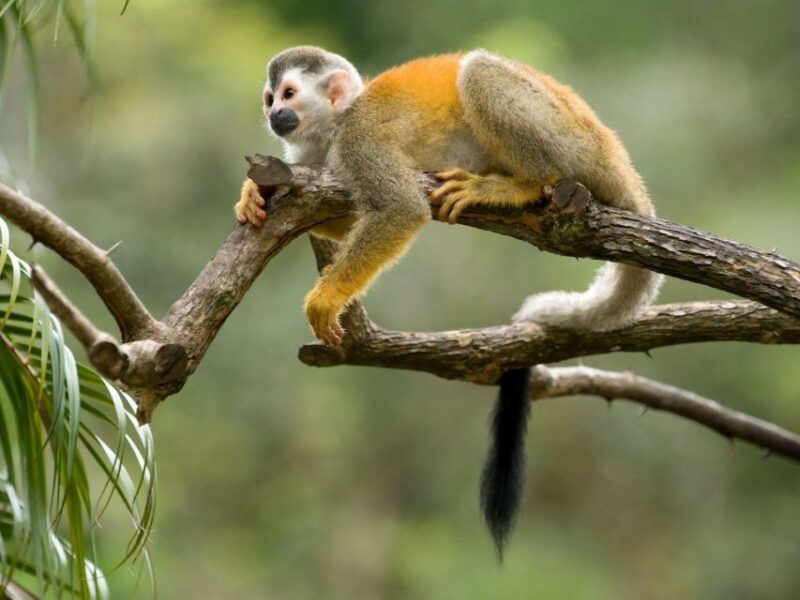 from-iquitos-amazonas-3-days-2-nights