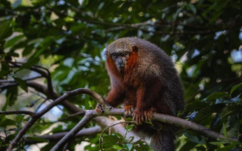 from-iquitos-full-day-tour-in-the-peruvian-jungle