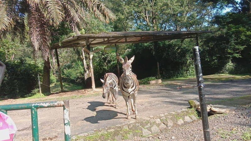 from-jakarta-private-taman-safari-day-tour
