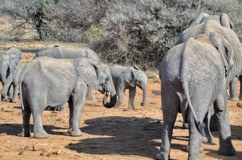 from-johannesburg-pilanesberg-nature-reserve-game-safari