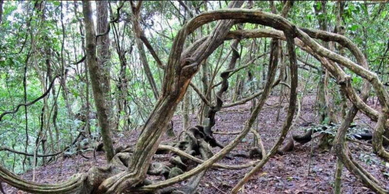 from-kandy-bird-watching-tour-to-udawatte-kele-sanctuary