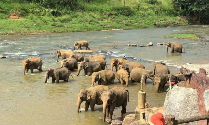 from-kandy-kandy-to-pinnawala-day-tour-by-tuk-tuk