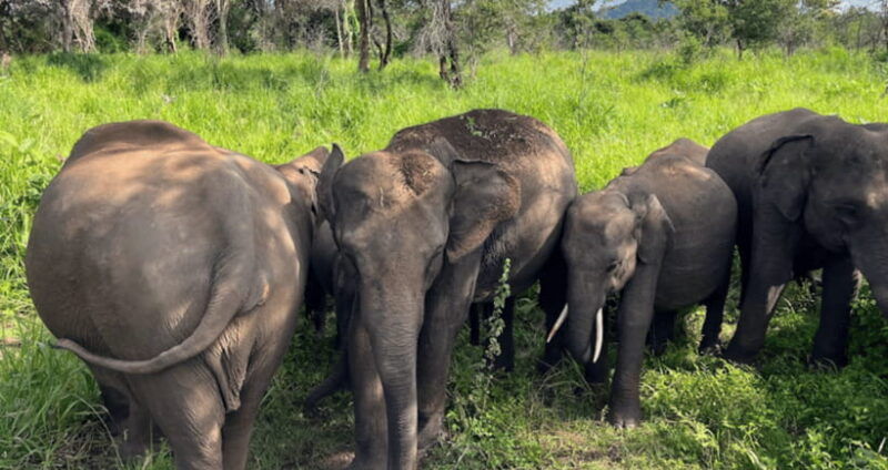 from-kandy-sigiriya-rock-fortress-and-wildlife-safari