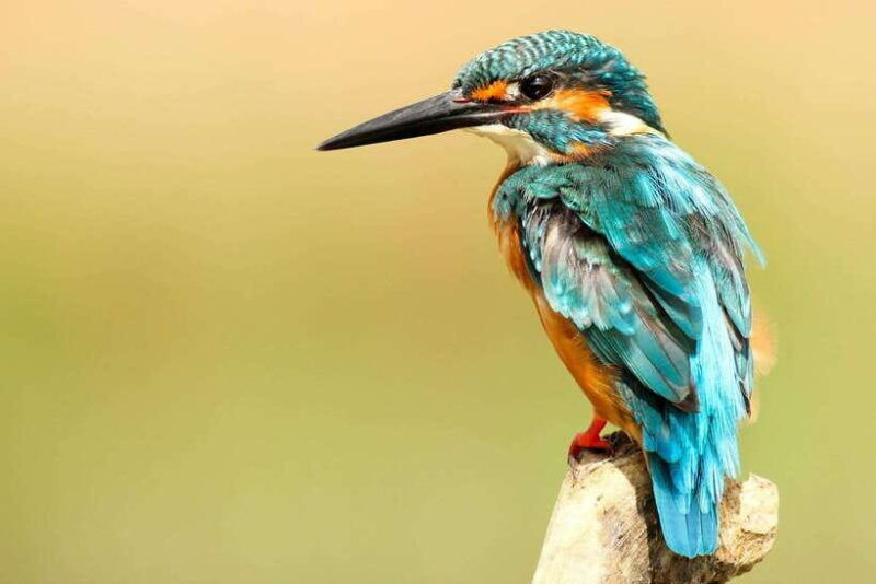 from-kathmandu-pokhara-2-3-or-4-day-chitwan-jungle-safari