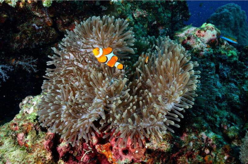 from-khao-lak-similan-islands-day-trip-with-snorkeling