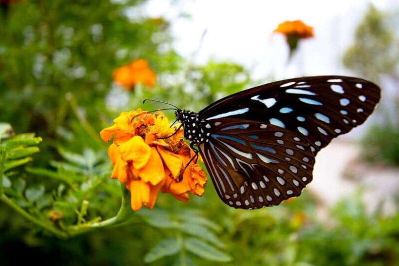 from-kuala-lumpur-cameron-highlands-private-or-join-in-tour