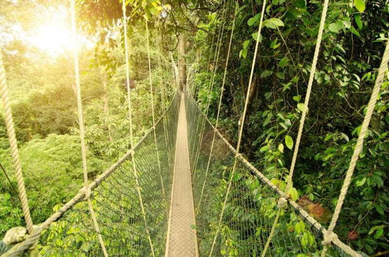 from-kuala-lumpur-taman-negara-private-tour