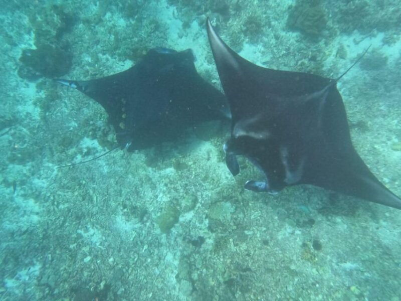 from-labuan-bajo-explore-komodo-dragon-island