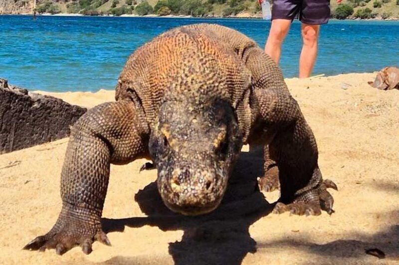 from-labuan-bajo-komodo-dragons-and-island-hop-with-all-fee