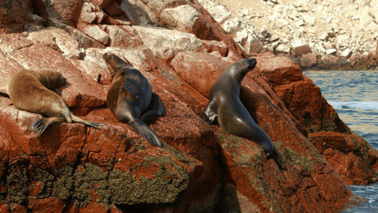 from-lima-ballestas-islands-nazca-line-and-ica-tour-1-day