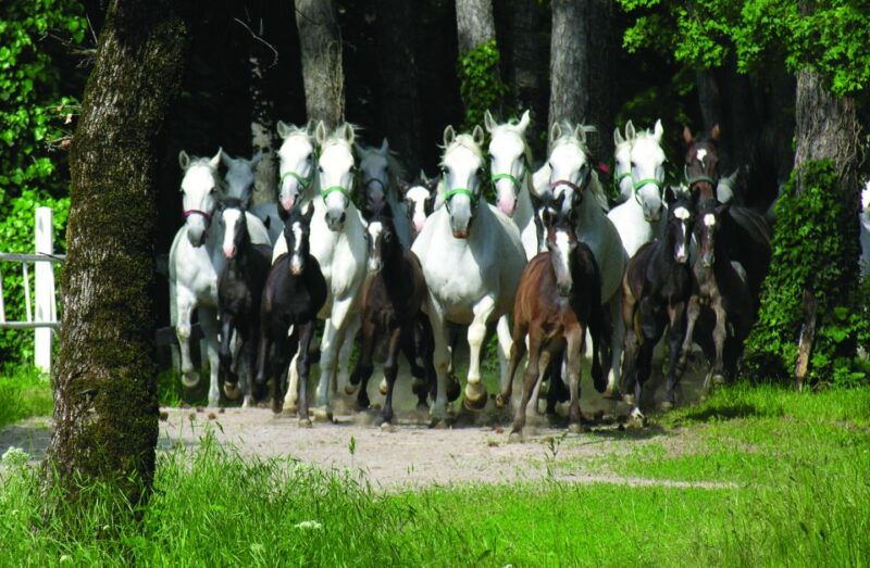 from-ljubljana-lipica-stud-farm-and-piran-full-day-tour