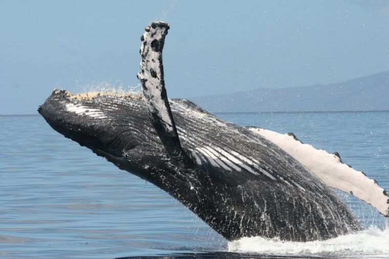 from-maalaea-afternoon-whale-watch-tour-aboard-the-malolo