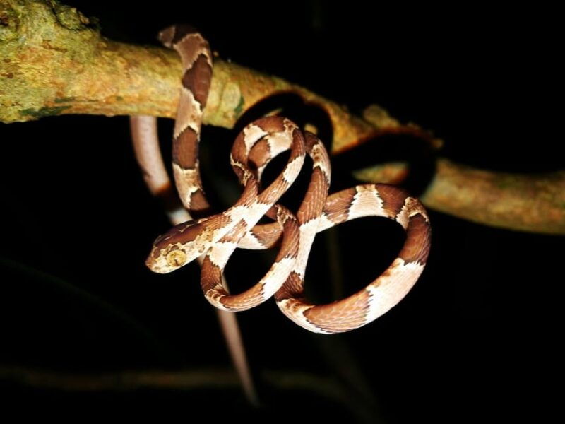 from-madre-de-dios-night-walk-in-the-amazon-rainforest