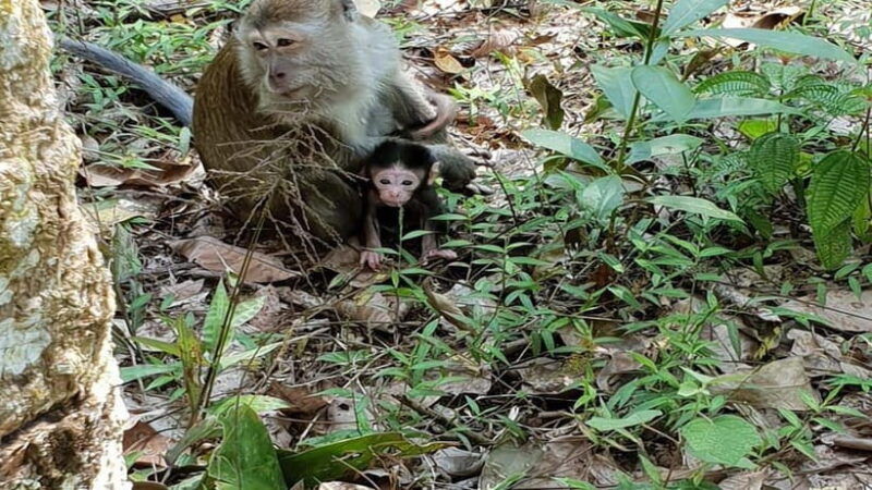 from-medan-bukit-lawang-orangutan-tour-mt-leuser