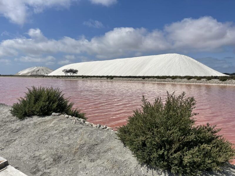 from-montpellier-camargue-and-salt-marshes-guided-tour