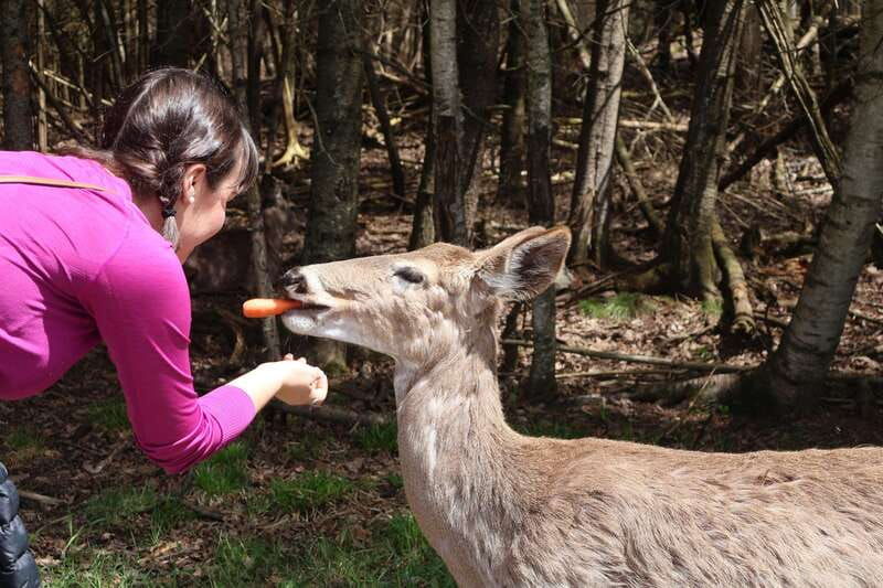 from-montreal-omega-park-wildlife-safari-with-pro-photos