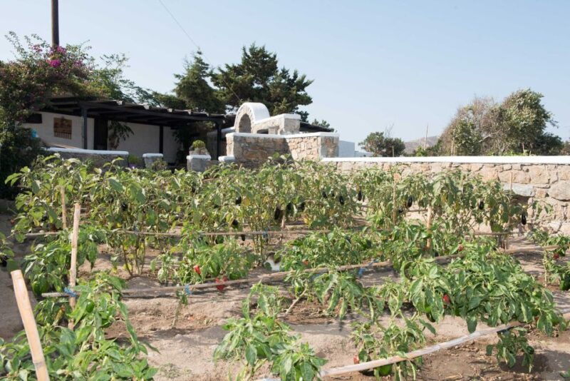 from-mykonos-ano-mera-farm-tour