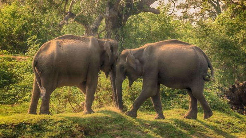 from-negombo-2-day-tour-to-ella-with-safari-at-yala-park