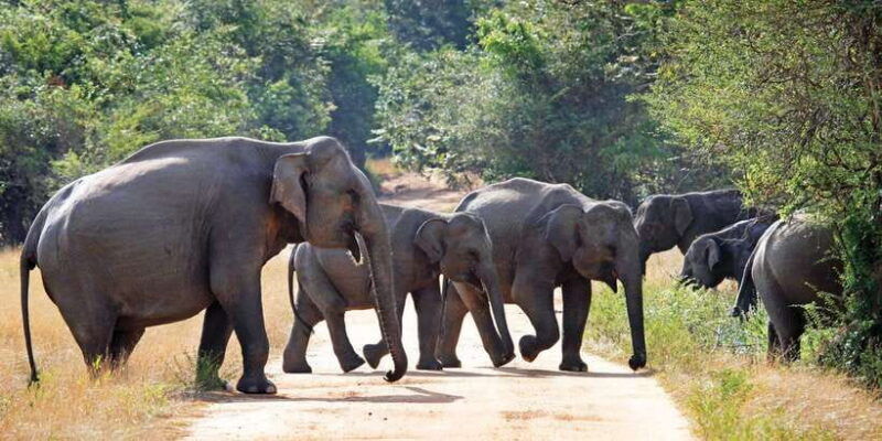 from-negombo-minneriya-national-park-safari-tour