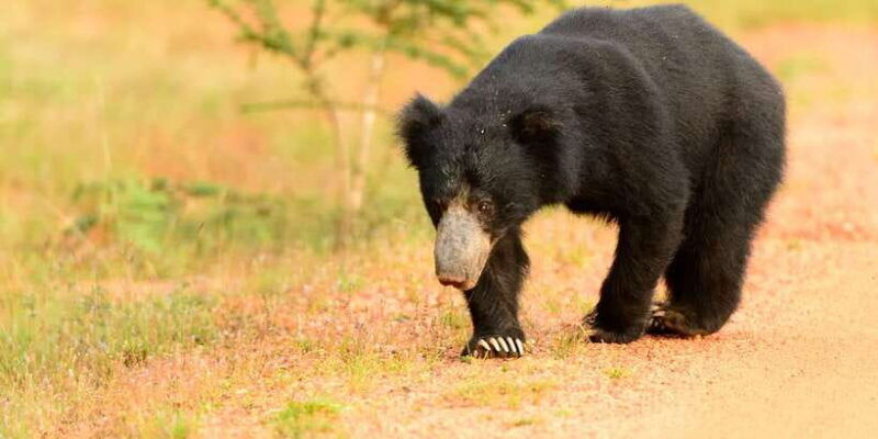 from-negombo-wilpattu-national-park-safari-guided-day-tour