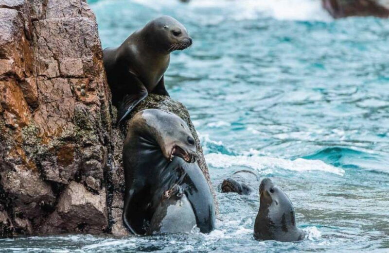 from-paracas-ballestas-islands-guided-tour