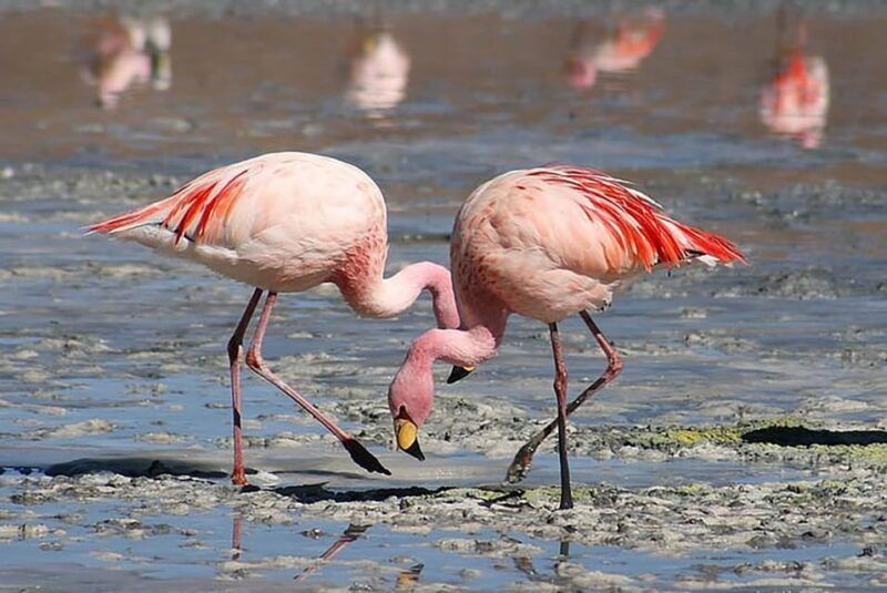 from-paracas-paracas-national-reserve-tours