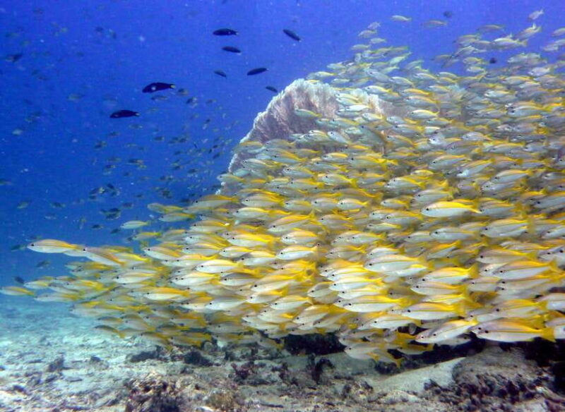 from-phi-phi-beginner-scuba-diving-day-trip-with-2-dives