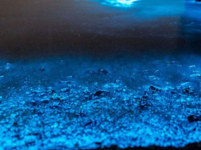 from-phi-phi-sunset-bioluminescent-plankton-snorkel-tour