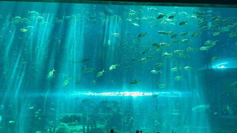 from-phu-quoc-island-vinwonder-and-safari-private-tour