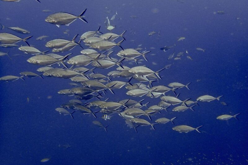 from-phuket-khaolak-surin-islands-snorkeling-day-trip