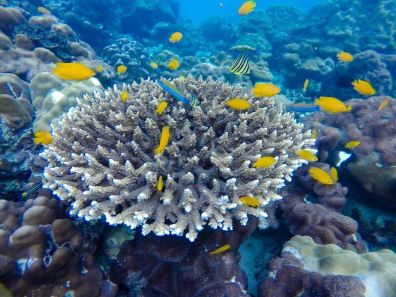 from-phuket-phi-phi-and-maya-bay-snorkeling-by-speedboat