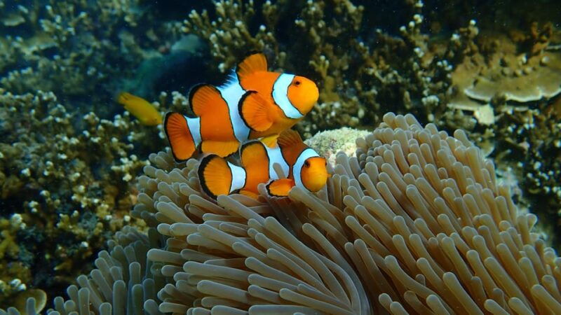 from-phuket-surin-islands-snorkeling-day-trip-with-lunch
