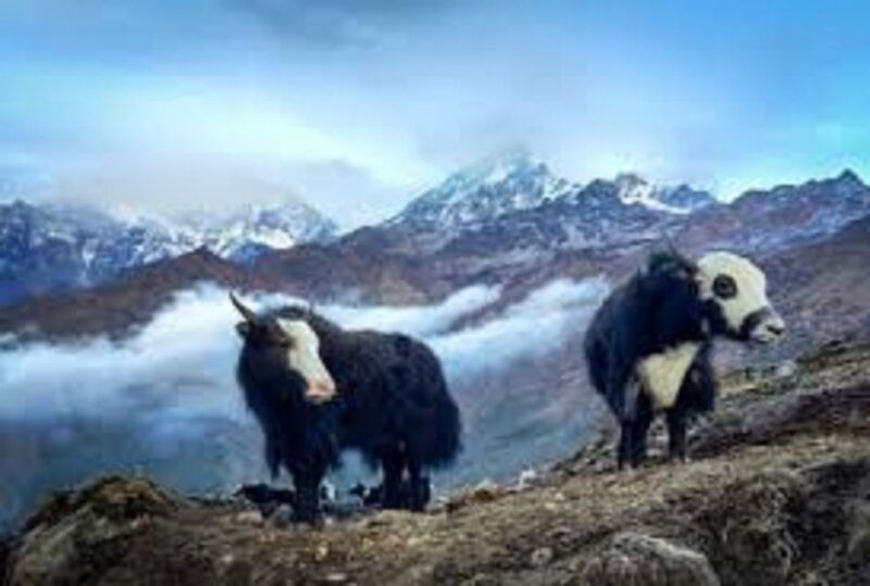 from-pokhara-2-night-3-day-amazing-khumai-danda-trek