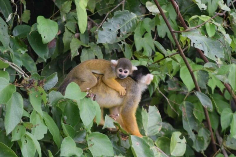 from-puerto-maldonado-kayak-tour-monkey-island